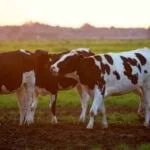 ¿Cuál es la diferencia entre la leche A1 y la A2?