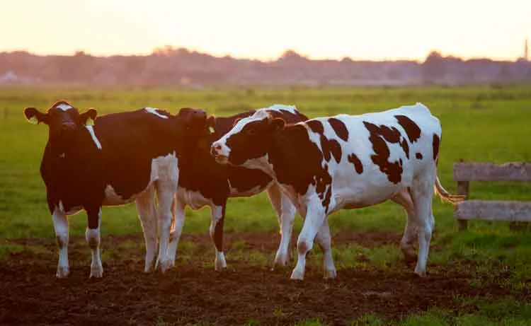 What Are The Difference Between A1 And A2 Milk