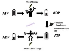 What is Creatine, Advantages and Disadvantages 2 creatine works