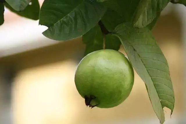 guava Fruits Healthiest Fruits In the World