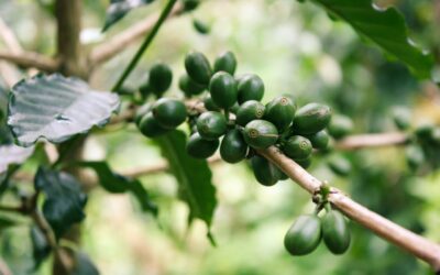 Benefits of Green Coffee, Recipe and Side Effects