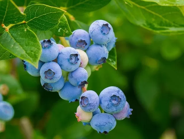 blueberries Food to Reduce Stress