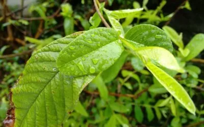 Wonderful Health Benefits of Guava Leaves