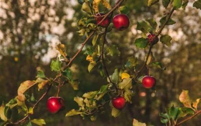 Health Benefits of Redlove Apple
