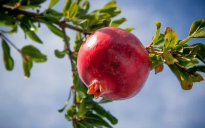 Health Benefits Of Solapur Pomegranate