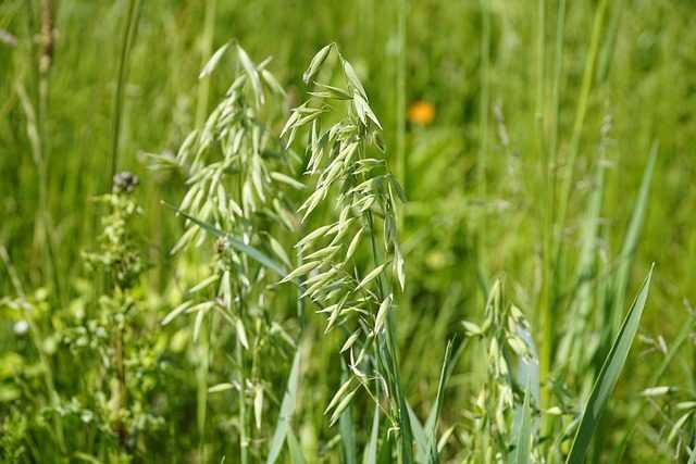 green oats