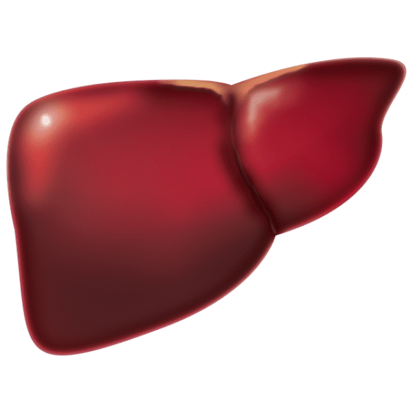 liver