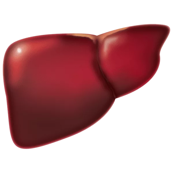 liver Health Benefits Of Red Wine