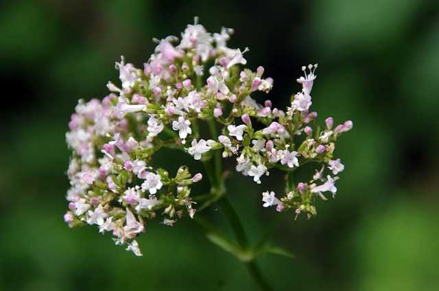 valerian Home remedies to quit smoking