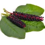 Phytolacca Berry for Weight Loss