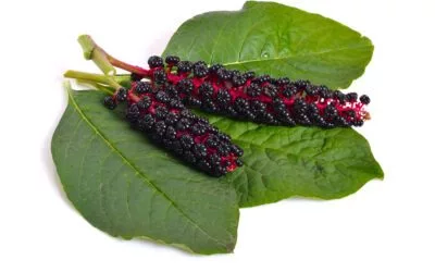 Amazing Phytolacca Berry for Rapid Weight Loss