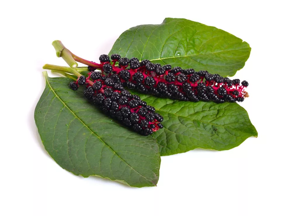 Phytolacca Berry for Weight Loss