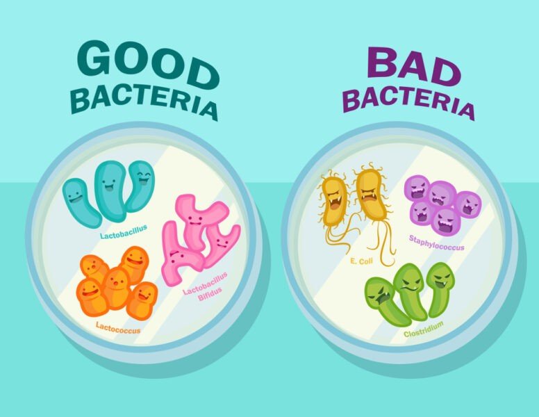 healthy bacteria