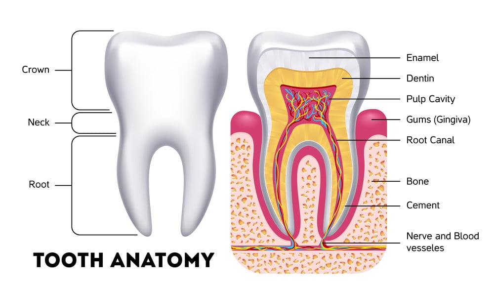 tooth anatomy