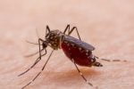 Best Way to Increase Platelets Count in Dengue