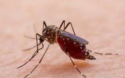 Best Way to Increase Platelets Count in Dengue