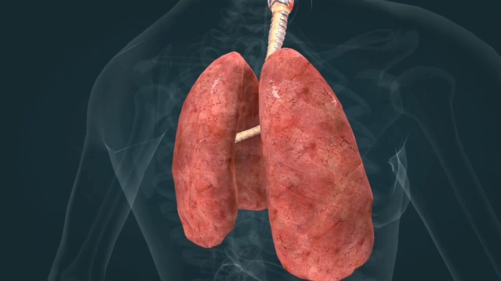 respiratory-system-poster