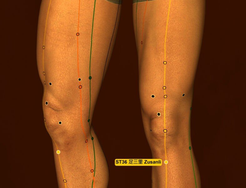Below the Knee – Zusanli (ST36) Acupressure Points for Weight Loss