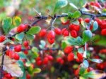 Barberry Bush: Benefits and Side Effects
