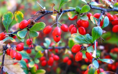 Barberry Bush: Benefits and Side Effects