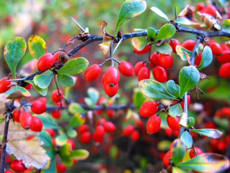 Barberry Bush Benefits and Side Effects » FreakToFit