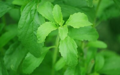 Is Stevia Bad For Your Teeth?