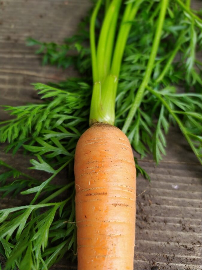 What Do Carrot Leaves Look Like » FreakToFit