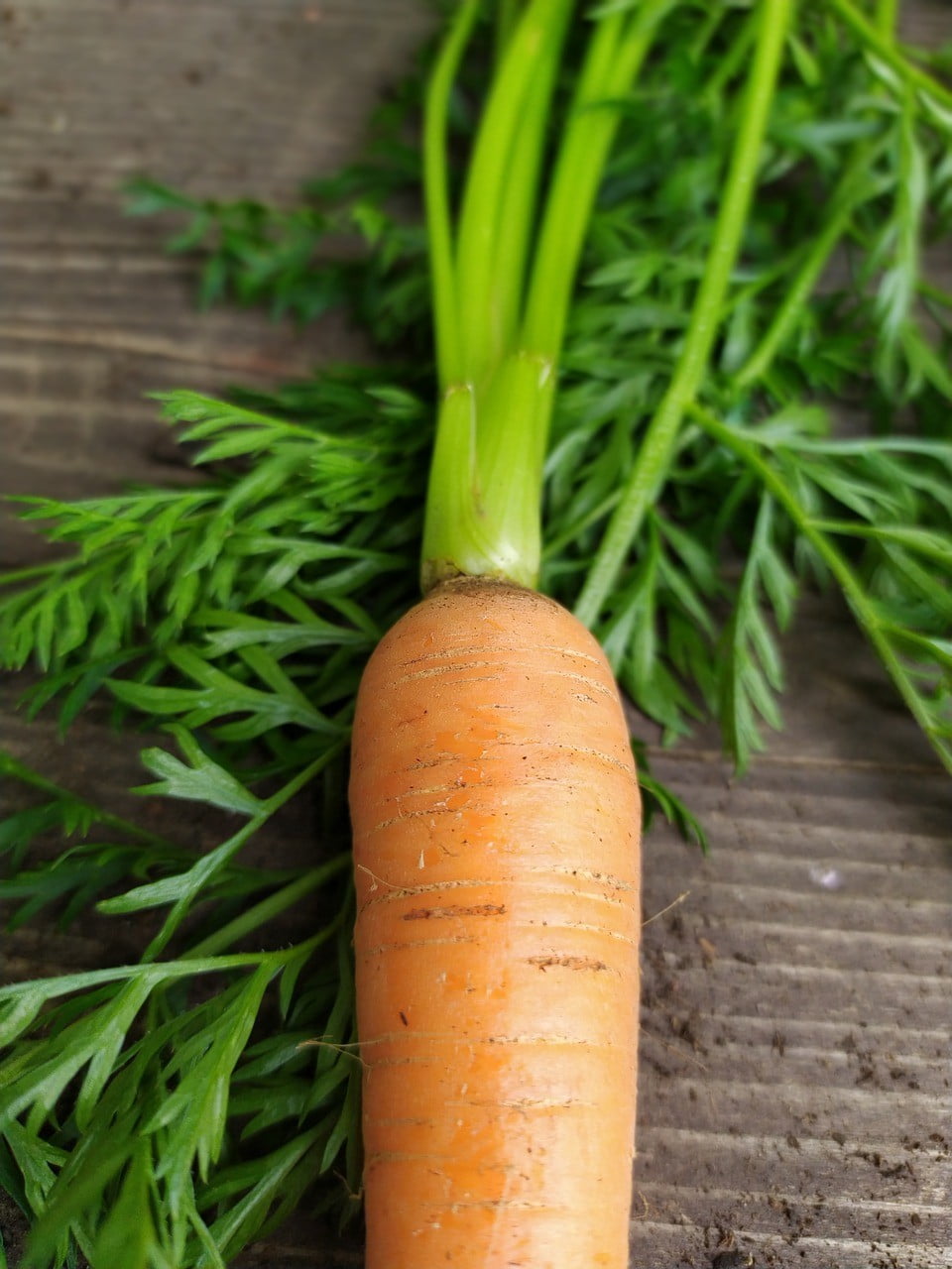 What Do Carrot Leaves Look Like » FreakToFit