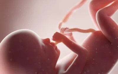 Corona Affects The Fetus Even Without Infecting The Umbilical Cord