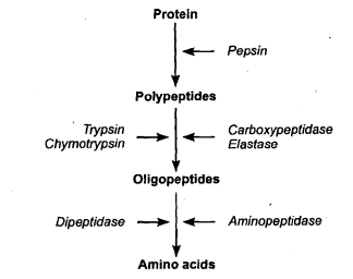 Process of protein digestion