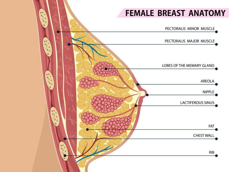 Anatomy of breast