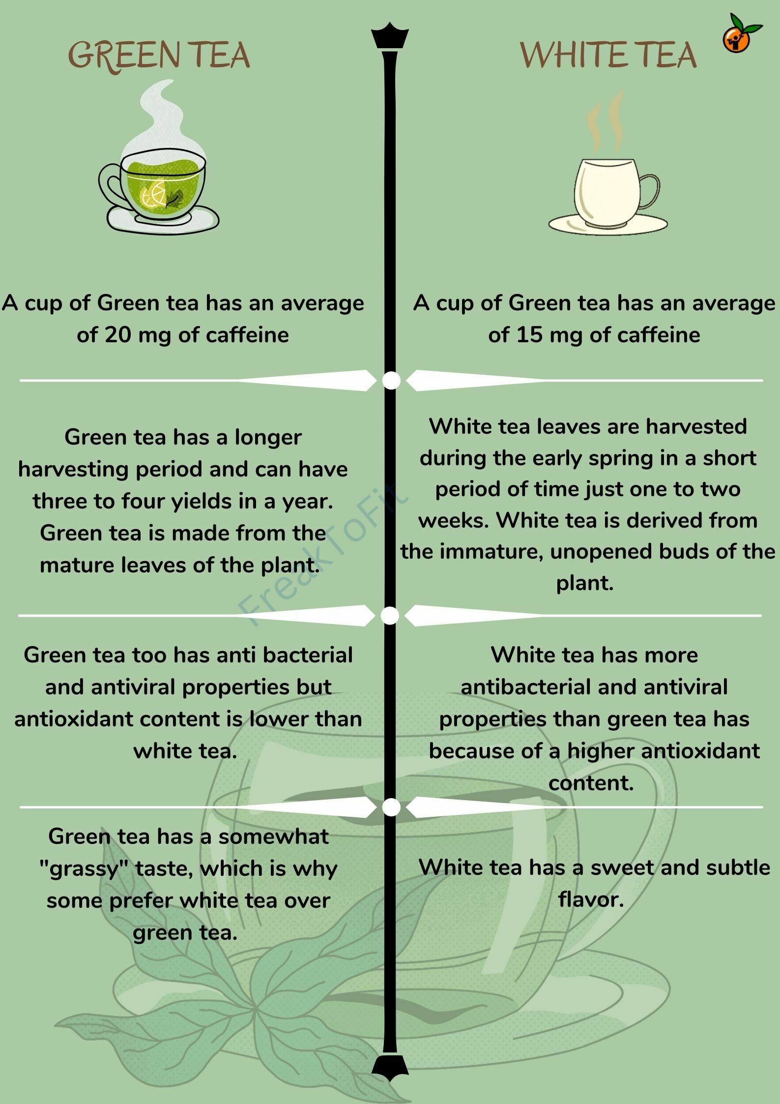 White Tea vs Green Tea Which Is Healthier?