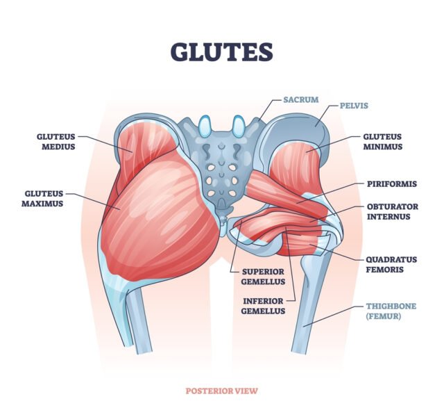 Anatomy of Glutes Kettlebell Exercises for Glutes