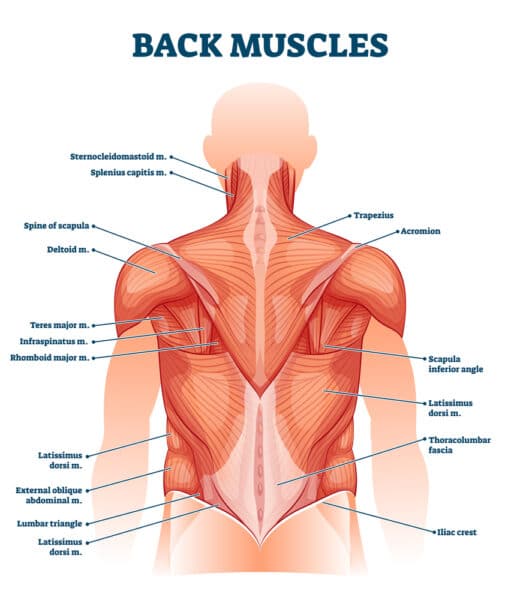 Anatomy-of-Back-Muscle