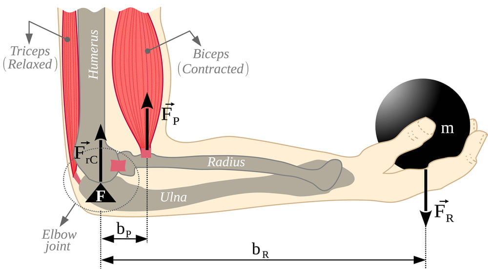 Anatomy of Bicep