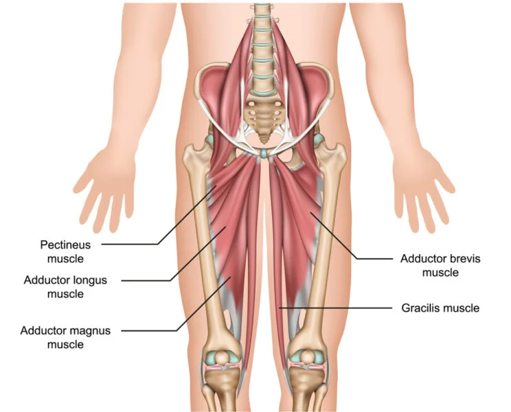 Anatomie de la cuisse