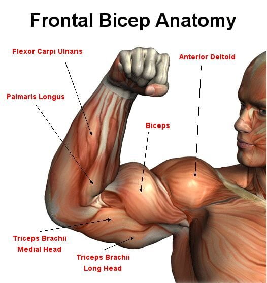 Anatomy of Biceps