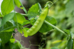 Are Harvest Snaps Healthy