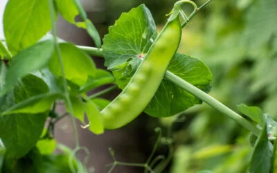 Are Harvest Snaps Healthy