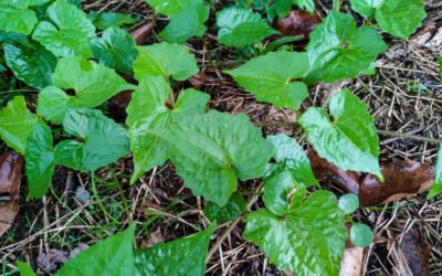 Health Benefits of Guaco Herb