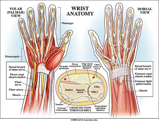 Anatomy of Wrist