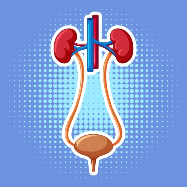 urinary bladder