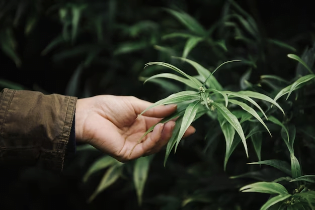 Tips and Techniques for Using Feminized Seeds