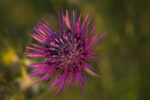 Milk Thistle for Body Odor