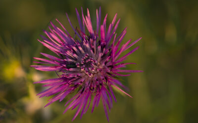 Milk Thistle for Body Odor