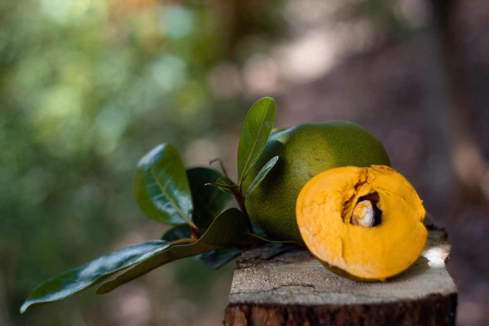 How I Discovered the Golden Lucuma Fruit — and Why It’s Now a Staple in My Kitchen